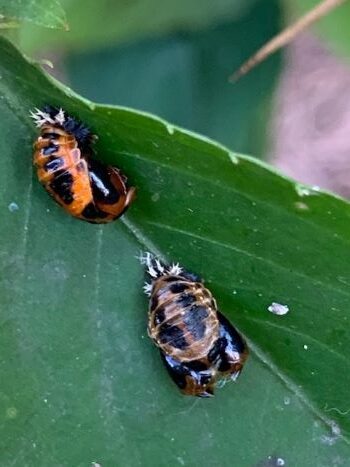 Ladybug Pupae – Tarry There